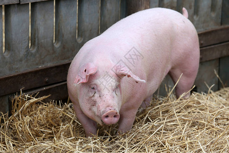 一只母猪背景图片