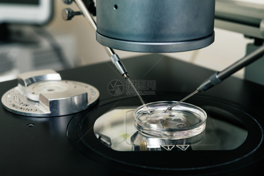 为体外受精过程转移卵的胚胎学专家图片