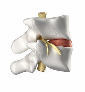 椎骨椎间盘和脊髓图片