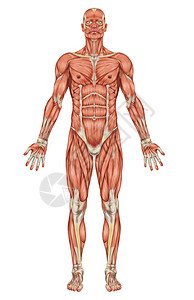 人类肌肉系统解剖高清图片
