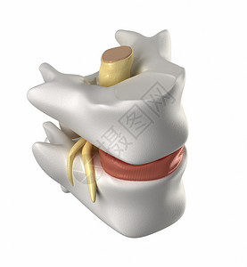 椎骨椎间盘和脊髓图片