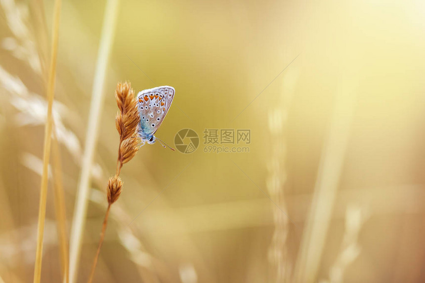 在日落时在田间休息的一只沉睡的蓝色普通蝴蝶Polyommatus图片