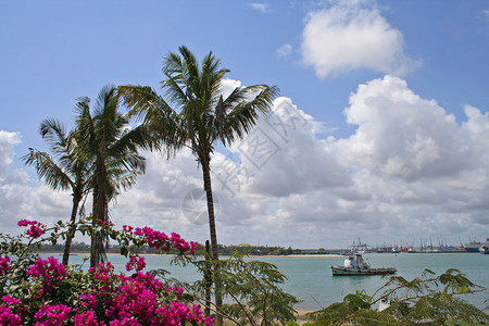 棕榈树排列在东非港口的港口图片