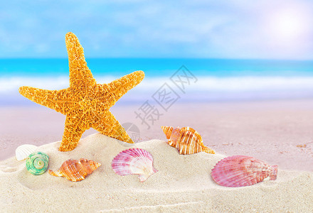 有海星和贝壳的夏日海滩图片