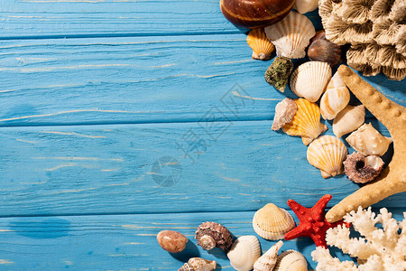 木蓝背景的海贝海星和珊图片