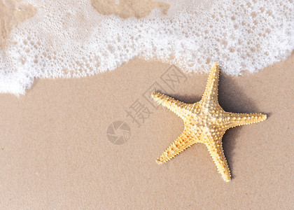 沙滩上的海星您的图片