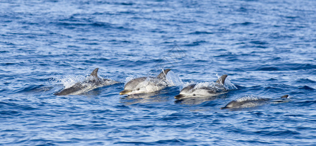 四只海豚一起跳出水图片