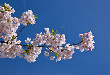 在春天的日本樱桃树枝图片
