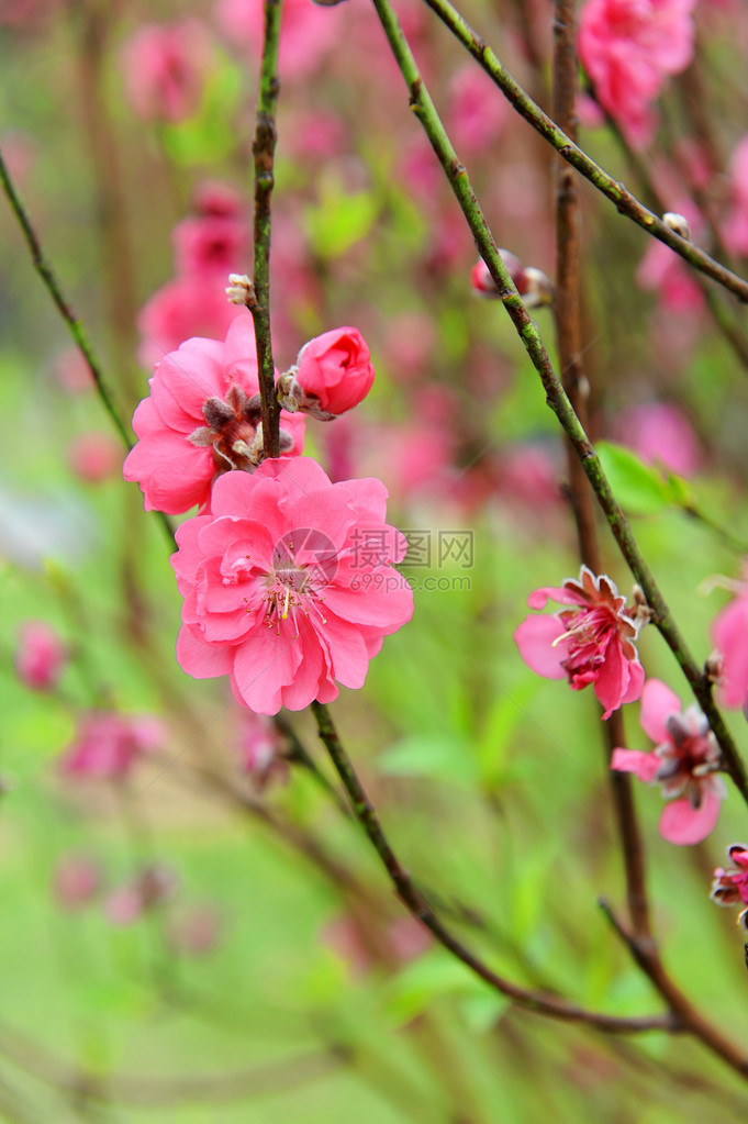 桃花开图片