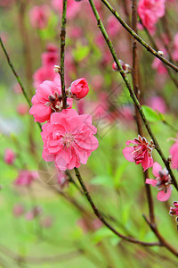 桃花开图片