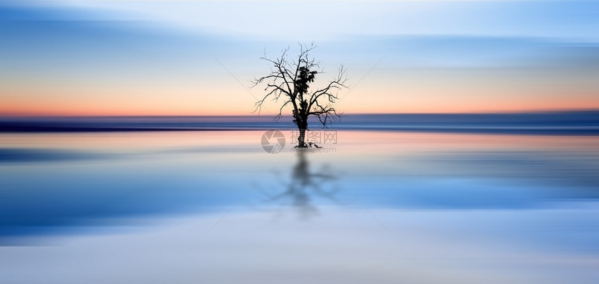 静水中反映的树木概念上美图片