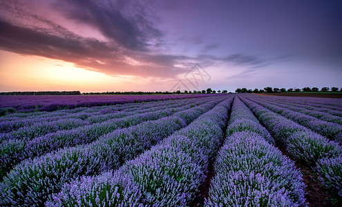 紫衣草田的美丽形象图片