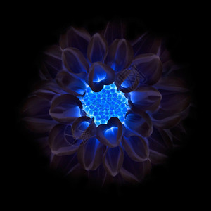 黑暗的深蓝色Dahlia花朵在图片