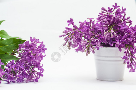 一个小桶里的花朵紫罗图片