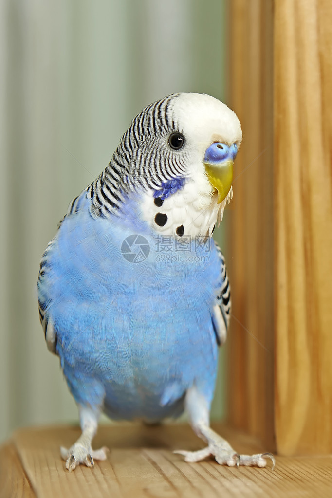蓝色虎皮鹦鹉在镜头中寻找图片