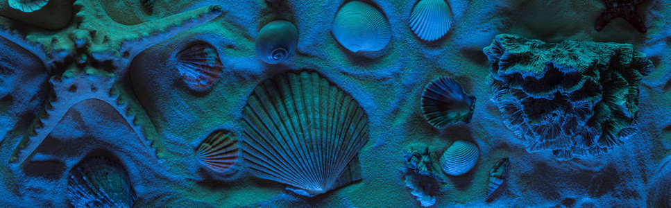 海底贝壳海星海石海石和图片