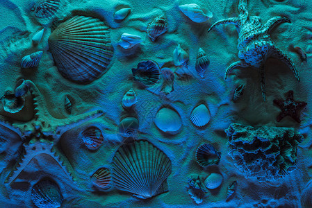 蓝色的沙滩上的贝壳海星海石和珊瑚的顶视图图片