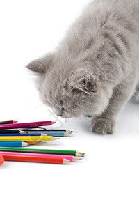 可爱的英国小猫在玩孤立的铅笔图片
