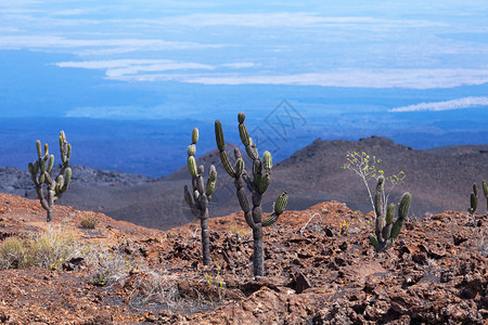 厄瓜多尔加拉帕戈斯群岛内格拉山火的仙人掌图片