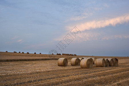 在英国农村田野的草丛景色美丽的图片