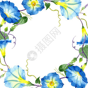 番薯蓝花卉植物花框架边框装饰广场背景纹理包装图案框架或边框图片