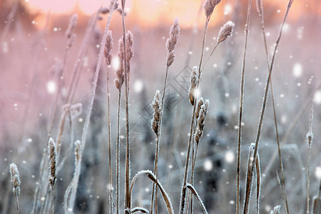 冬天的风景有白雪花的X马背景冬季图片