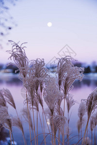 观赏美国高草和黎明时分的月亮升起图片