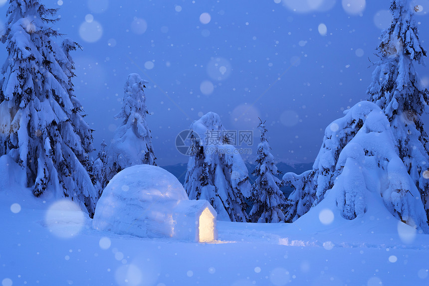 与白雪皑的冷杉树和雪堆的夜景图片