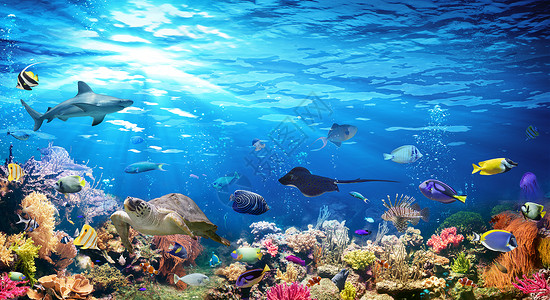 珊瑚礁和外来鱼类图片