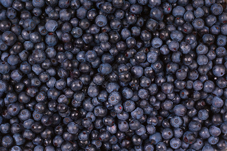 蓝莓背景背景图片
