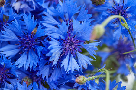 美丽的蓝色花朵鲜花背景图片