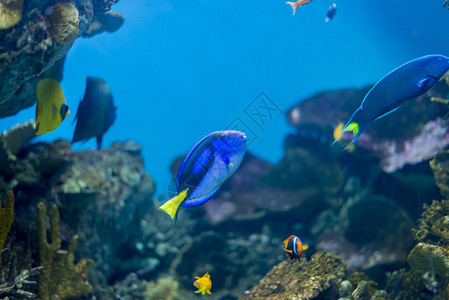 观察海鱼的水下生物图片