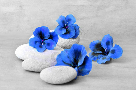 与蓝色花和禅宗石头的温泉概念图片