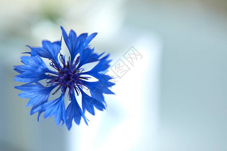 矢车菊的蓝色花朵关闭图片