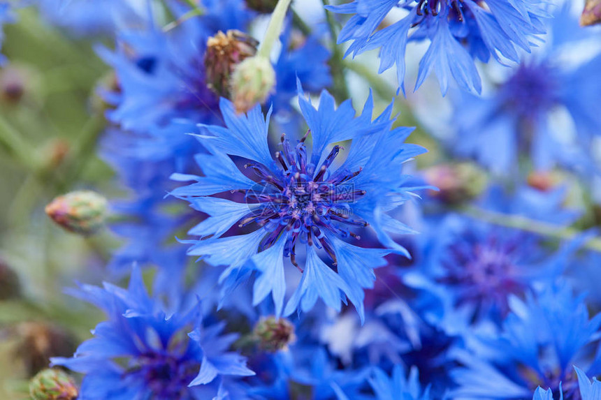 美丽的蓝色花朵鲜花图片