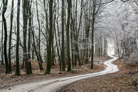 森林道路穿过冬图片