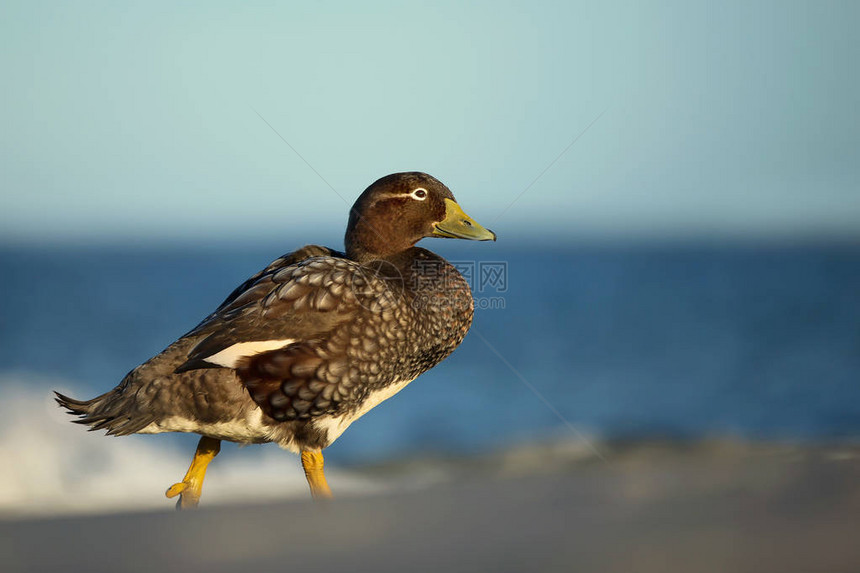 福克兰群岛蒸汽鸭在靠近海洋福克兰群岛图片
