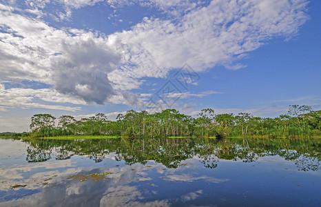 秘鲁亚马逊河的黑水支流背景图片