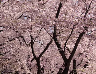 樱花树的花朵和树干在框架中占主导地位图片
