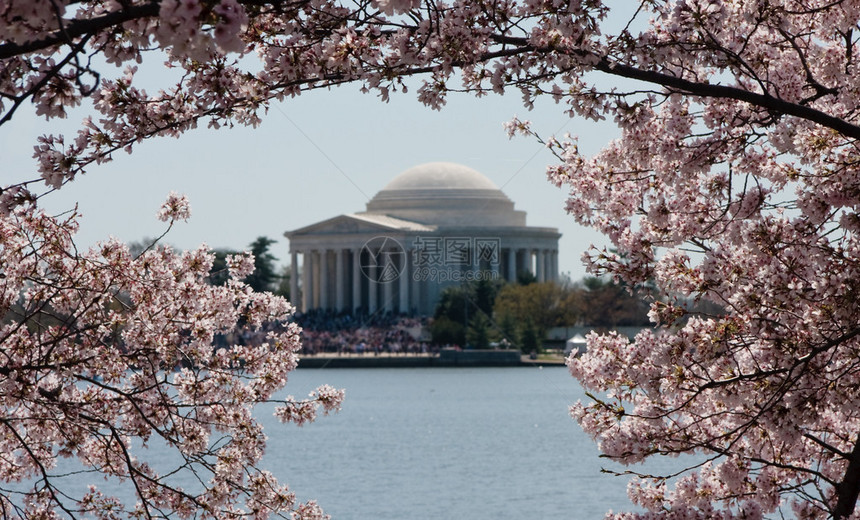 Jefferferson纪念馆周围的樱桃花朵图片
