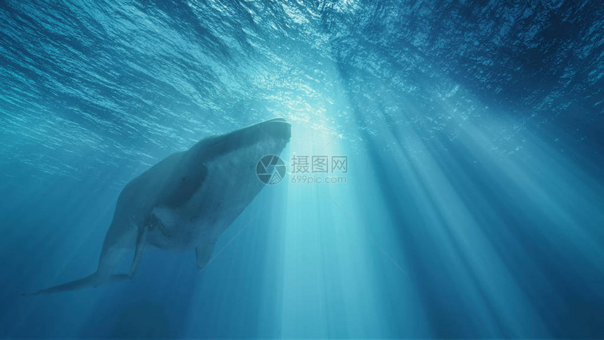 海洋深处的鲸鱼这是图片