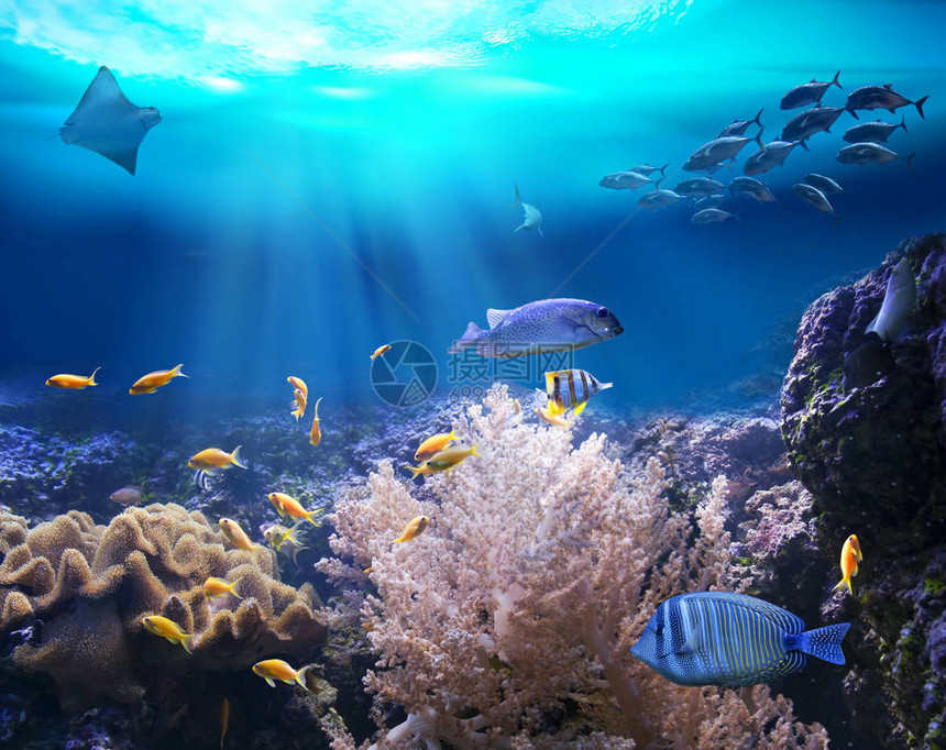 有海洋动物在水下域的海洋图片