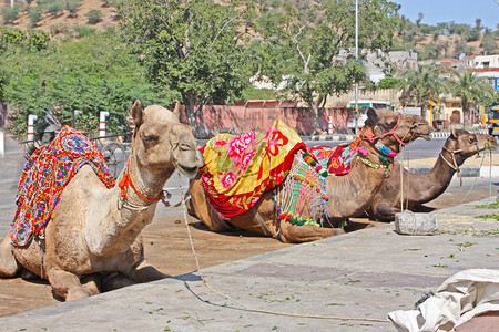印度比卡内尔的骆驼节图片