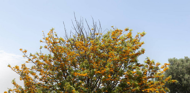 观赏春天盛开的丝绸树Grevilla图片
