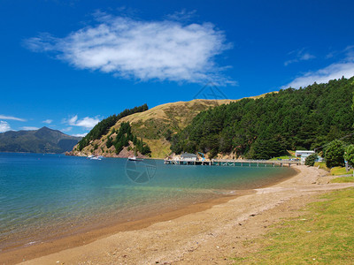 新西兰南岛MarlboroughSounds的Elms图片