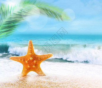 海星在海边的沙滩上图片