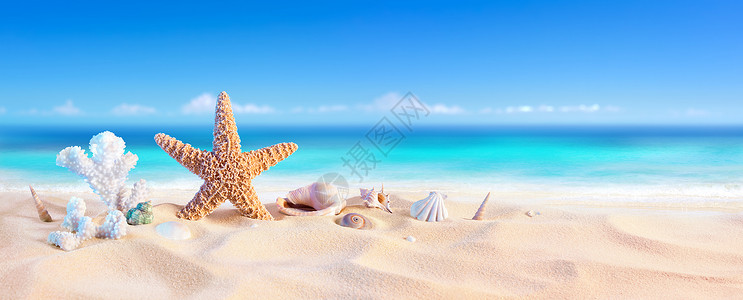 金沙与贝壳和海星热带海滨背景图片