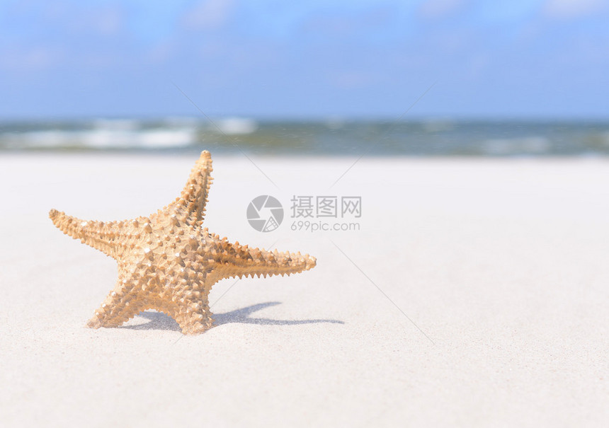 夏天背景海星在沙图片