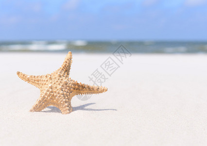 夏天背景海星在沙图片