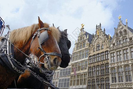 比利时安特卫普文艺复兴建筑前的马图片